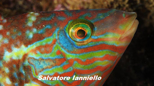 Symphodus melops - Foto di salvatore Iannello