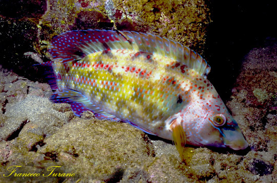 Symphodus tinca - Tordo pavone - Francesco Turano