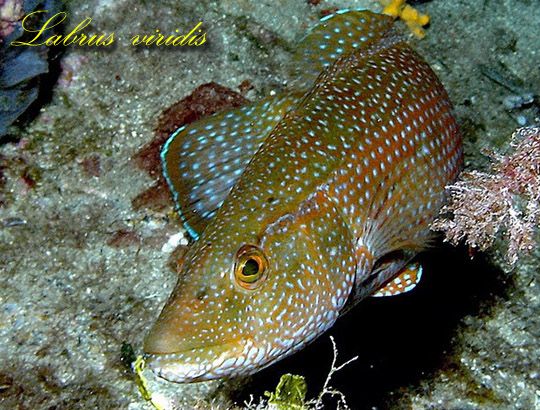 Labrus viridis - Foto di Antonio Colacino