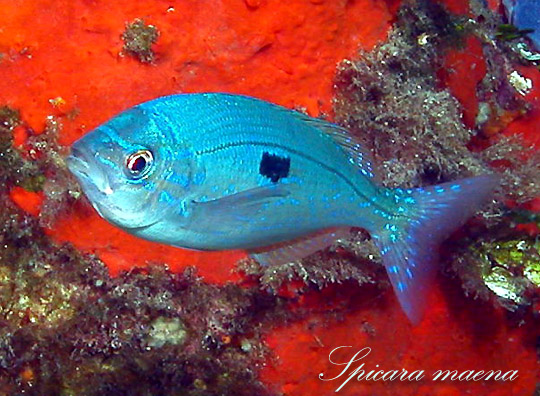 Spicara maena - Foto di Antonio Colacino