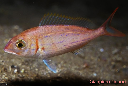 Pagellus erythrinus    (Linneo, 1758) - Foto di Gianpiero Liquori