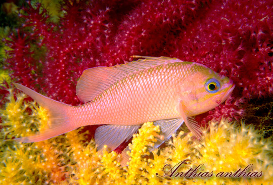 Anyhias anthias - Foto di Francesco Turano