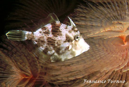 Pesce unicorno - Stephanolepsis diaspros