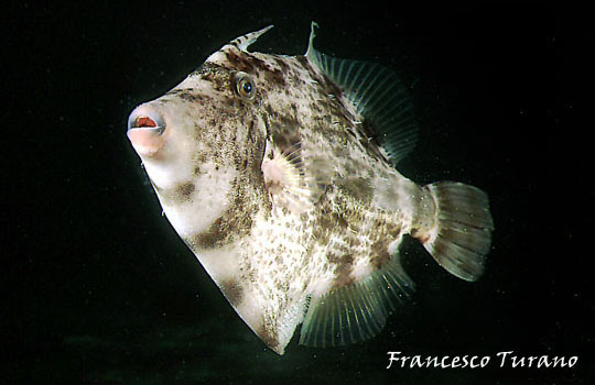 Pesce unicorno - Stephanolepsis diaspros