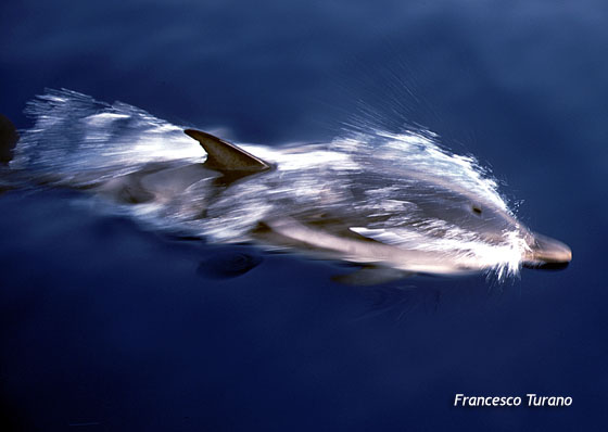 Il delfino, predatore voracissimo, incontro eccezionale lungo costa