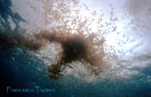 Un ammasso notevole di meduse sotto la superficie del mare, fenomeno tipico della primavera subacquea 