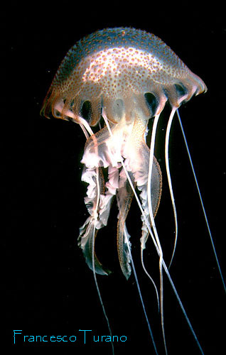 Pelagia noctiluca a livrea rosa 