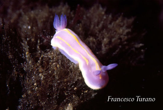 Chromodoris britoi