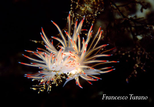 Facelina bostoniensis