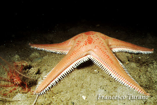 Stella pettine maggiore  un echinoderma tipico di questo sito. Anchessa ha abitudini notturne e durante il giorno rimane sotto terra.