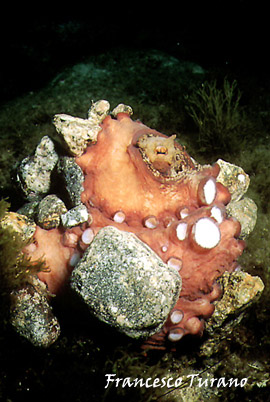 octopus vulgaris, in fase difensiva