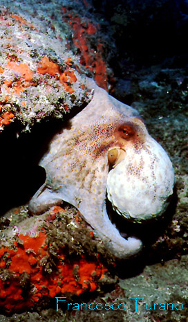 octopus vulgaris